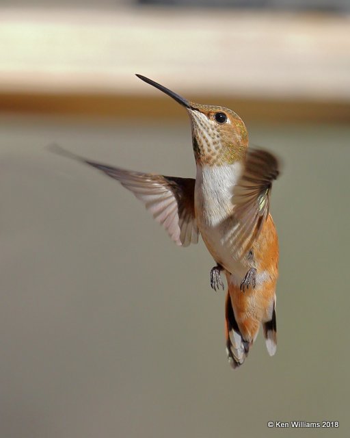 Rufous Hummingbird immature male, Portal, AZ, 8-18-18, Jpa_0969.jpg