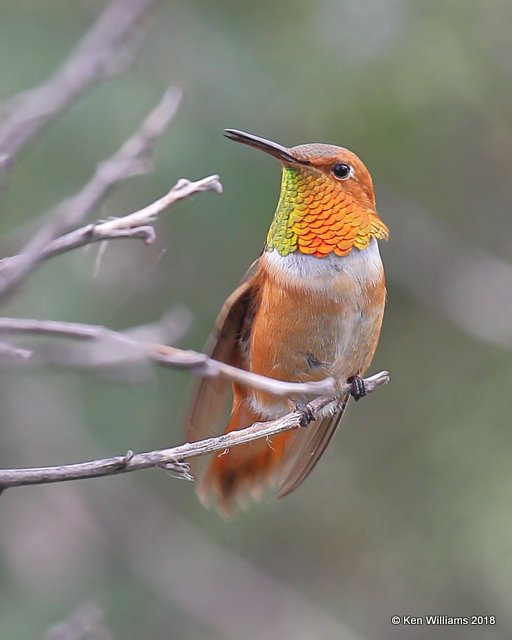 Rufous Hummingbird male, Bosque del Apache NWR, NM, 8-16-18,  Jpa_80450.jpg