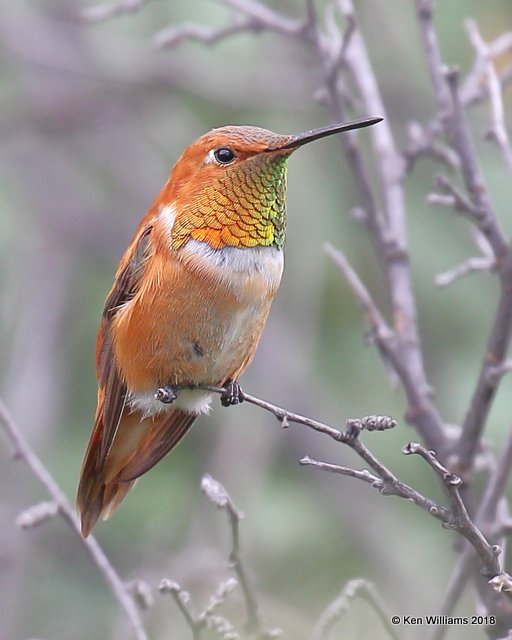 Rufous Hummingbird male, Bosque del Apache NWR, NM, 8-16-18,  Jpa_80485.jpg