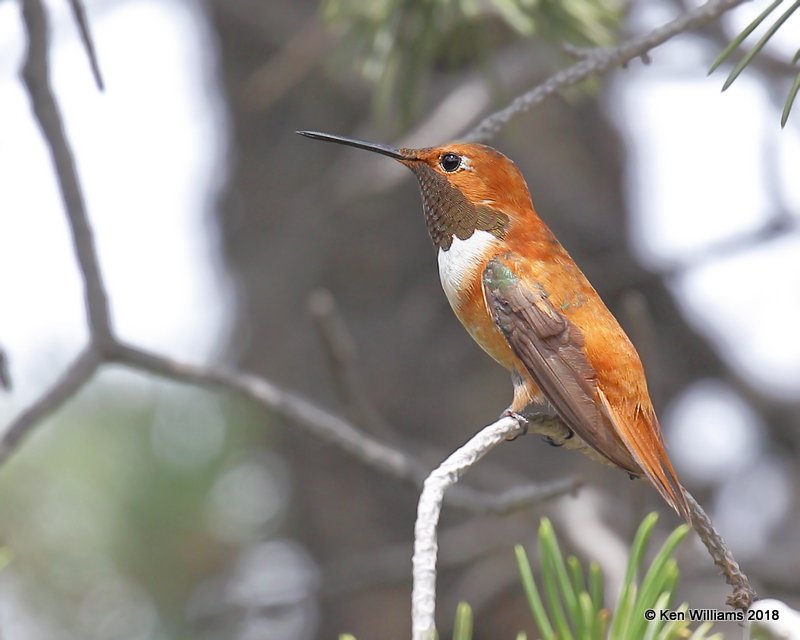 Rufous Hummingbird male, Bosque del Apache NWR, NM, 8-16-18,  Jpa_80911.jpg