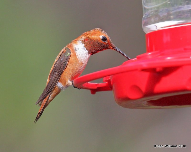 Rufous Hummingbird male, Paradise, AZ, 8-19-18, Jpa_2237.jpg