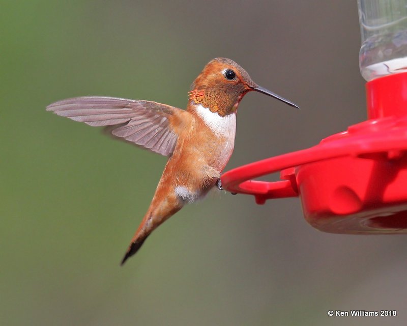 Rufous Hummingbird male, Paradise, AZ, 8-19-18, Jpa_2242.jpg