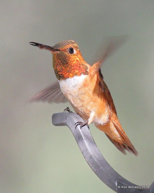 Rufous Hummingbird male, Paradise, AZ, 8-21-18, Jpa_82532.jpg