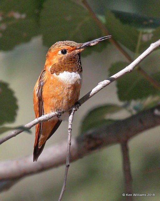 Rufous Hummingbird male, Paradise, AZ, 8-21-18, Jpa_82579.jpg