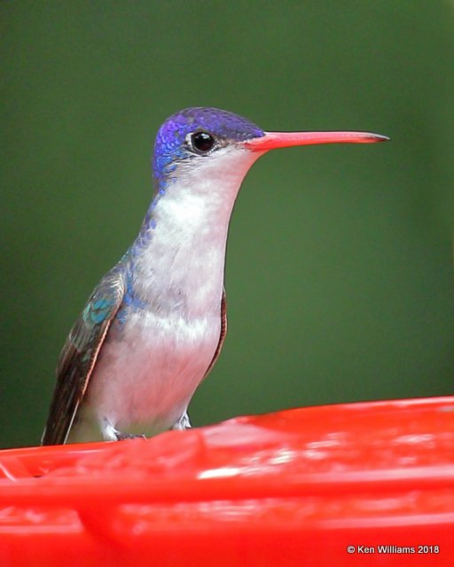 Violet-crowned Hummingbird, Patagonia, AZ, 8-25-18, Jpa_85197.jpg