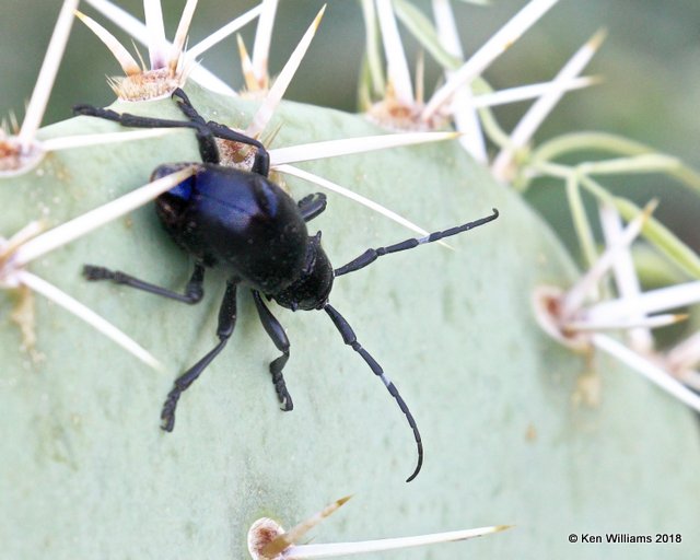 Cactus Longhorn Beetle, Madera Cyn, AZ, 8-27-18, Jpa_86078.jpg