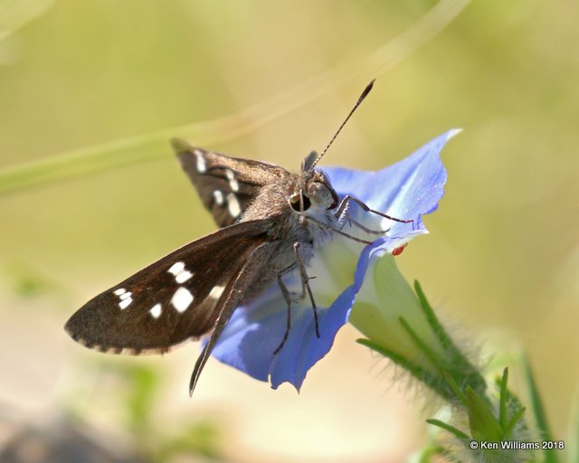 Hammock Skipper, Box Conyon, AZ, 8-27-18, Jpa_86135.jpg