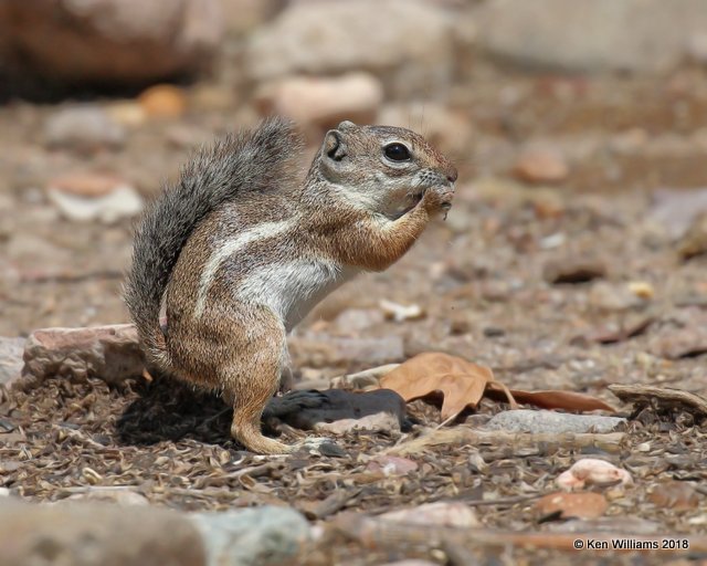 Harris's Antelope Ground Squirrel, Portal, AZ, 8-17-18,  Jpa_81109.jpg