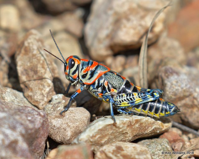 Painted Grasshopper - Dactylotum bicolor, Hunter Canyon, AZ, 8-22-18, Jpa_83083.jpg