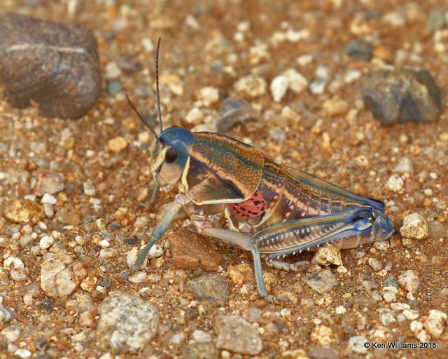 Plains Lubber Grasshopper, Brachystola magna, Box Canyon, AZ, 8-26-18, Jpa_85738.jpg