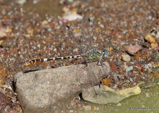 Serpent Ringtail, Erpetogomphus lampropeltis, Patagonia, AZ, 8-25-18, Jpa_85029.jpg