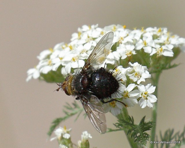 Tachinid fly, Juriniopsis adusta, Gila National Forest, NM, 8-16-18,  Jpa_80809.jpg
