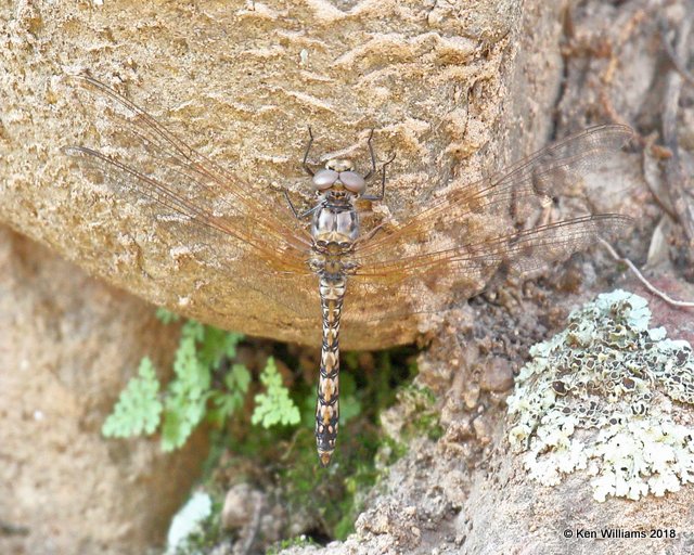 Red Rock Skimmer female, Paradise, AZ, 8-20-18, Jpa_2598.jpg