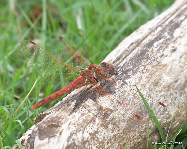 Variegated Meadowhawk male, Patagonia, AZ, 8-24-18, Jpa_84708.jpg