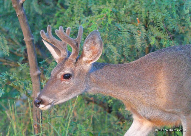 White-tailed Deer buck - Coues, Portal, AZ, 8-18-18, Jpa_9573.jpg