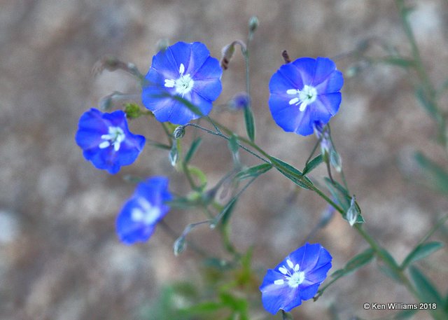 Wild Dwarf Morning-glory, Evolvulus arizonicus, Madera Cyn, AZ, 8-27-18, Jpa_86091.jpg