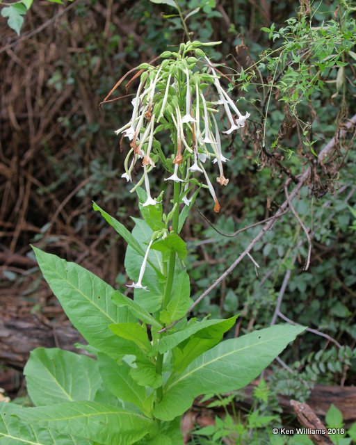 Woodland Tobacco, Nicotiana Sylvestris, Patagonia, AZ, 8-24-18, Jpa_84628.jpg