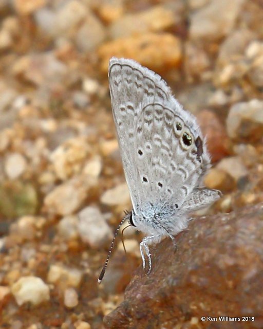 Ceraunus Blue, Hemiargus ceraunus gyas, Box Canyon, AZ, 8-26-18, Jpa_85715.jpg