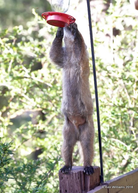 Coatimundi, Madera Canyon, AZ, 8-27-18, Jpa_86831.jpg