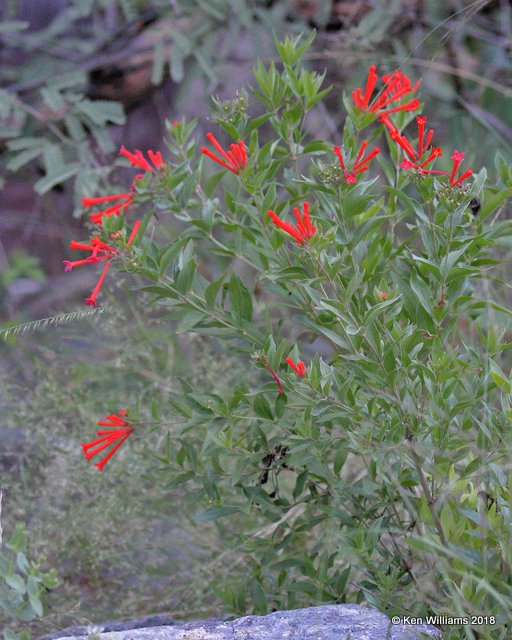 Firecracker Bush, Bouvardia ternifolia, Madera Canyon, AZ, 8-28-18, Jpa_86924.jpg