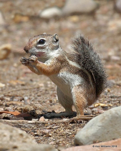 Harris's Antelope Ground Squirrel, Portal, AZ, 8-17-18,  Jpa_81098.jpg
