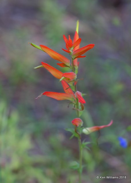 Indian Paintbrush, Barfoot Park, AZ, 8-20-18, Jpa_2956.jpg