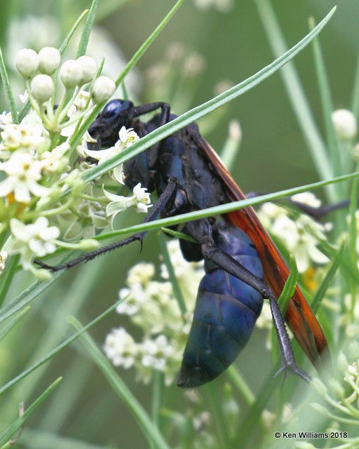Tarantula Hawk Wasp, Pepsis formosa, Portal, AZ, 8-17-18, Jpa_0031.jpg