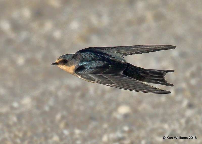 Barn Swallow, Noble County, OK, 10-22-17, Jpa_25858.jpg
