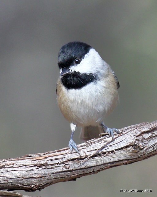 Carolina Chickadee, Nowata Co, OK, 11-4-18, Jpa_26450.jpg