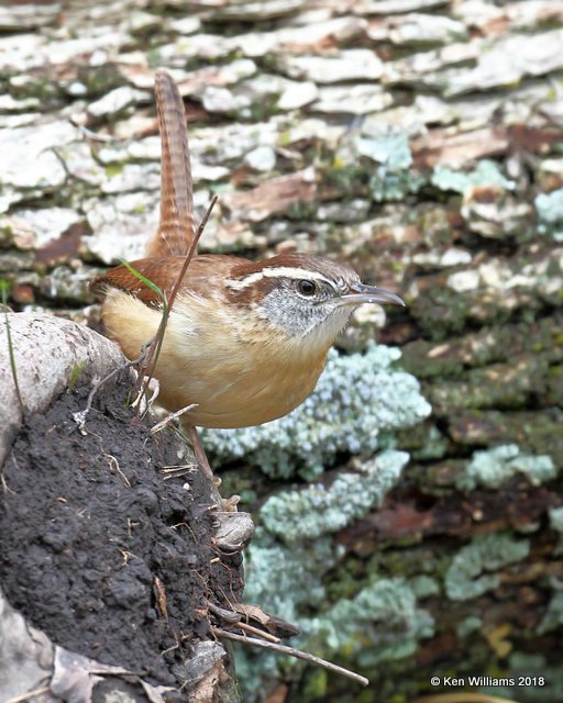 Carolina Wren, Nowata Co, OK, 11-4-18, Jpa_26227.jpg