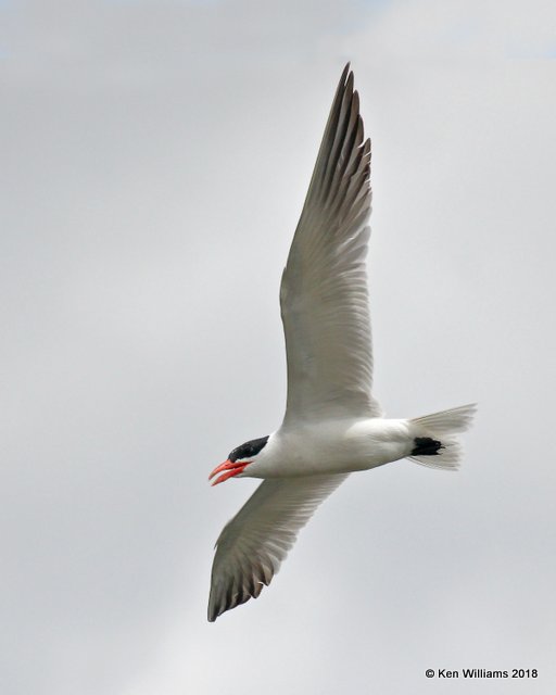 Caspian Tern, Wagoner County, OK, 9-10-18, Jpa_25358.jpg