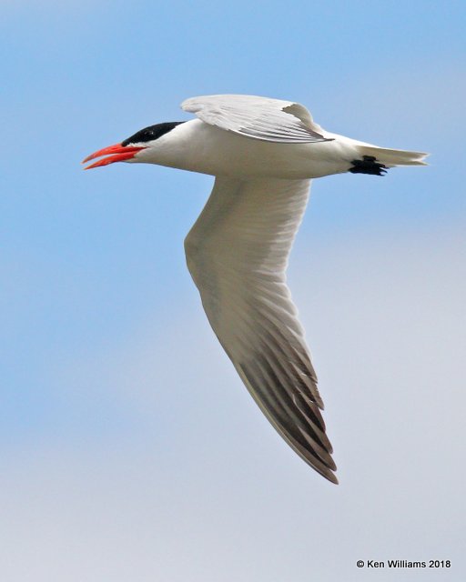 Caspian Tern, Wagoner County, OK, 9-10-18, Jpa_25360.jpg