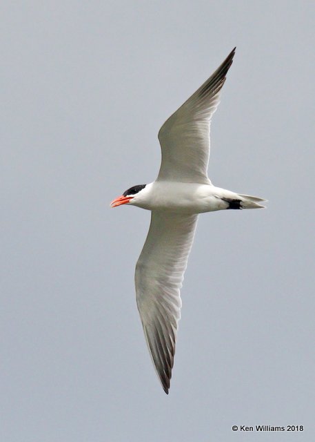 Caspian Tern, Wagoner County, OK, 9-10-18, Jpa_25369.jpg