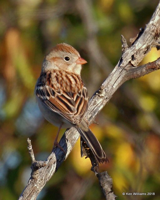 Field Sparrow, Noble County, OK, 10-22-17, Jpa_25822.jpg