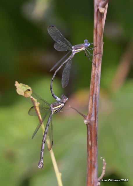 Great Speadwing pair, Tulsa County, OK, 10-17-18. Jpa_25791.jpg