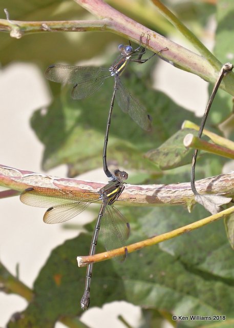 Great Speadwing pair, Tulsa County, OK, 10-17-18. Jpa_25799.jpg