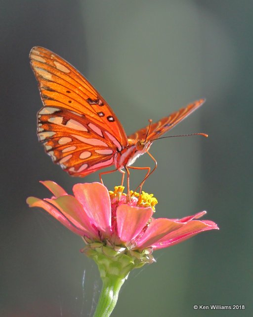 Gulf Fritillary, Rogers Co. yard, OK, 9-27-18, Jpa_25405.jpg