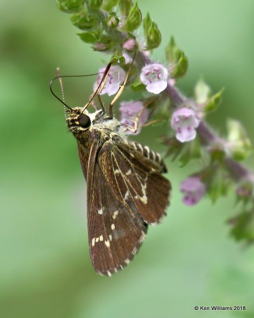 Lace-winged Roadside-Skipper, Cherokee County, OK, 9-10-18, Jpa_25072.jpg