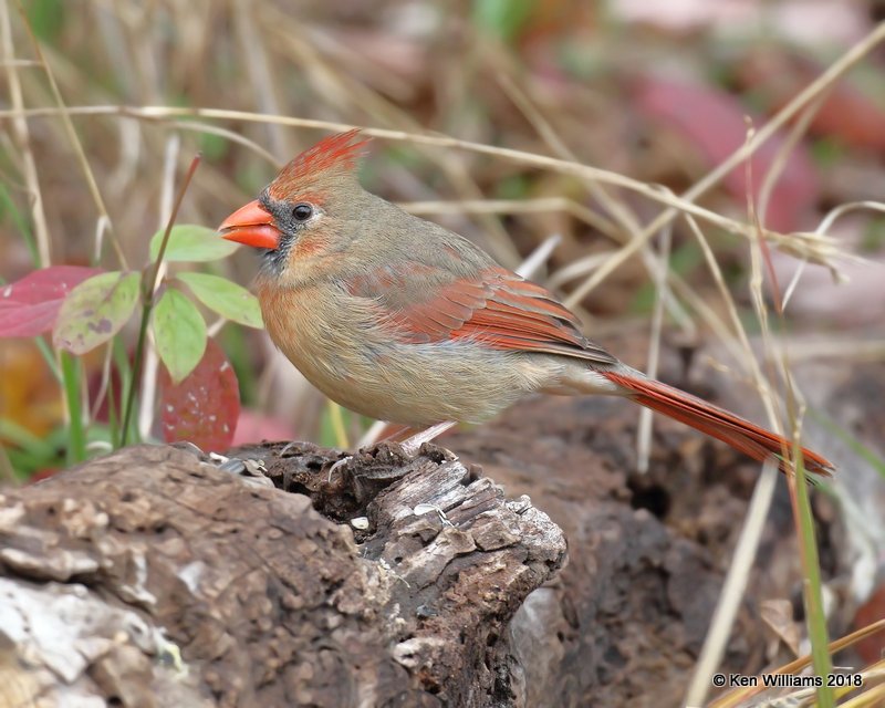 Northern Cardinal female, Nowata Co, OK, 11-4-18, Jpa_26099.jpg