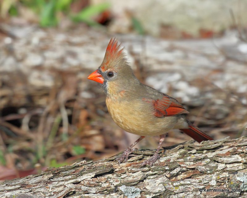 Northern Cardinal female, Nowata Co, OK, 11-4-18, Jpa_26490.jpg