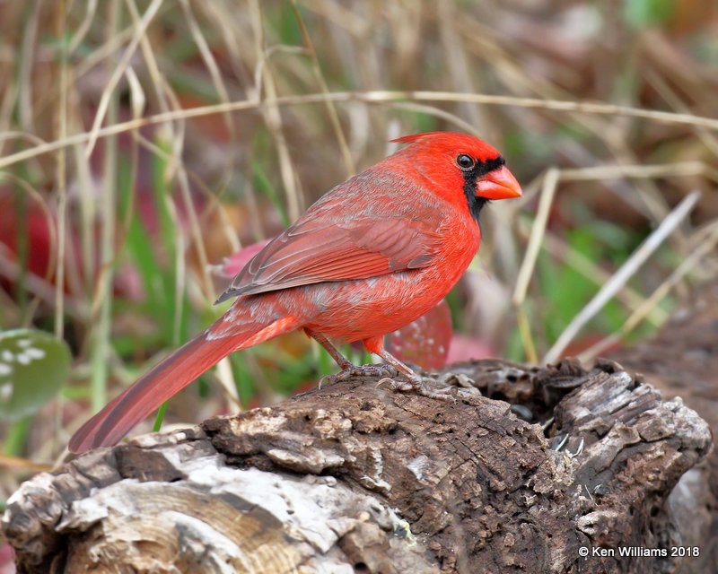Northern Cardinal male, Nowata Co, OK, 11-4-18, Jpa_26051.jpg