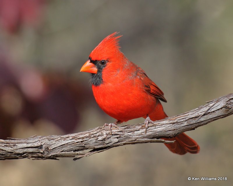 Northern Cardinal male, Nowata Co, OK, 11-4-18, Jpa_26437.jpg