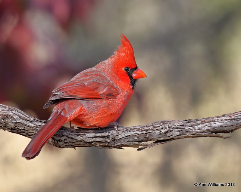 Northern Cardinal male, Nowata Co, OK, 11-4-18, Jpa_26518.jpg