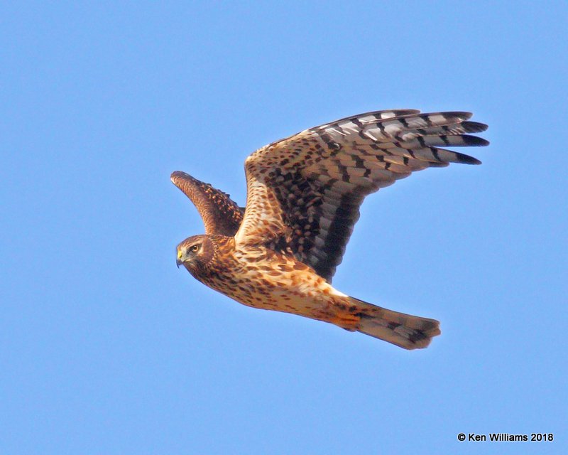 Northern Harrier female, Noble County, OK, 10-22-17, Jpa_25902.jpg