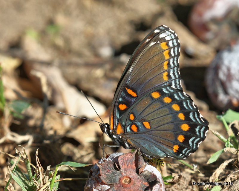 Red-spotted Purple, Pawnee County, OK, 10-3-18. Jpa_25677.jpg