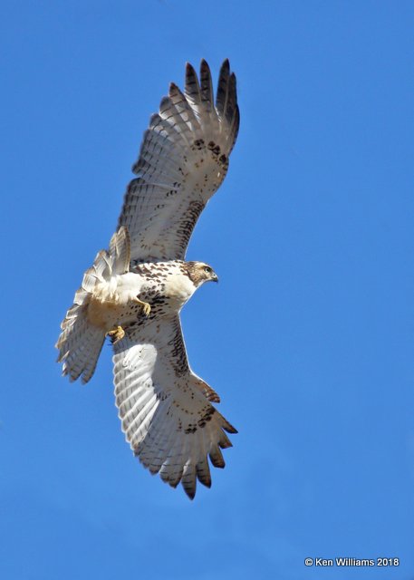 Red-tailed Hawk, immature Eastern subspecies, Osage County, OK, 10-22-18, Jpa_25923.jpg