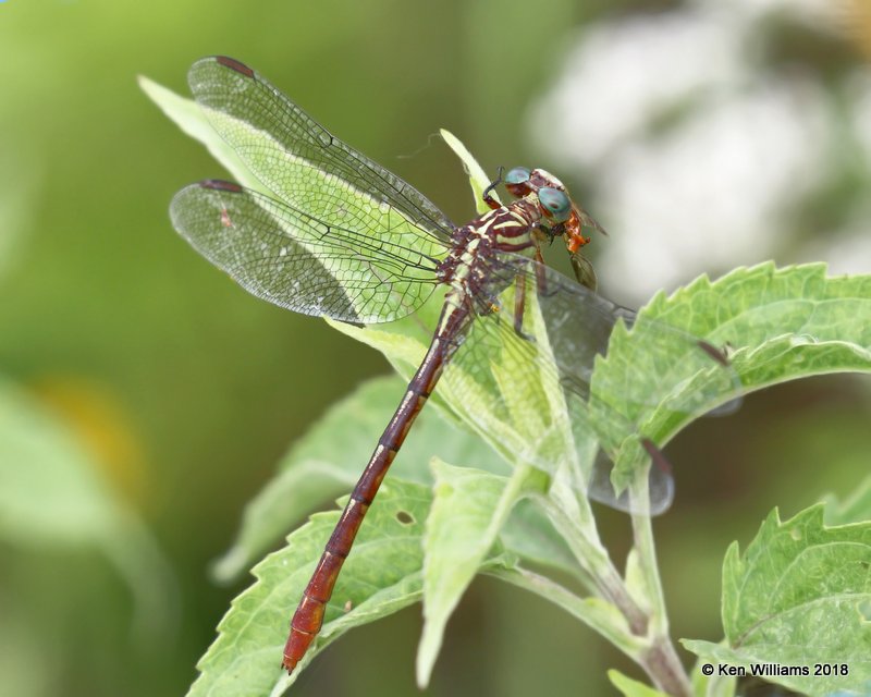 Russet-tipped Clubtail female, Cherokee County, OK, 9-10-18, Jpa_24887.jpg