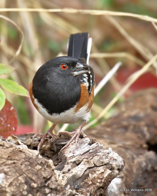 Spotted Towhee, Nowata Co, OK, 11-4-18, Jpa_26347.jpg