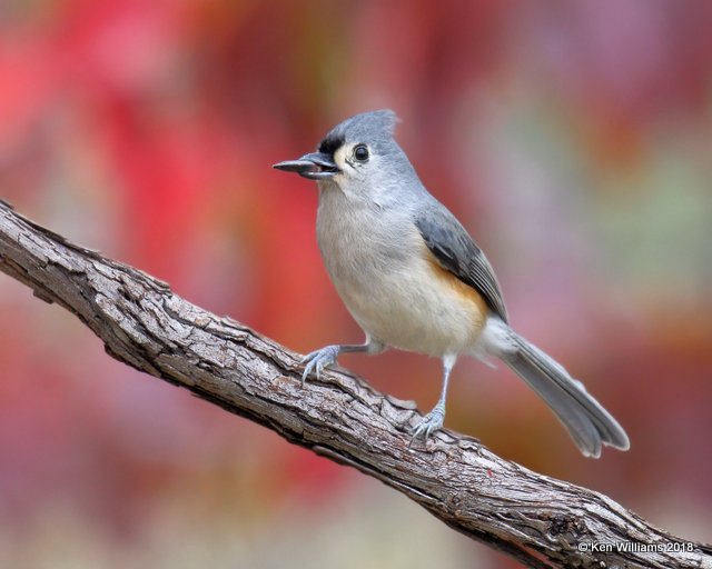 Tufted Titmouse, Nowata Co, OK, 11-4-18, Jpa_25983.jpg