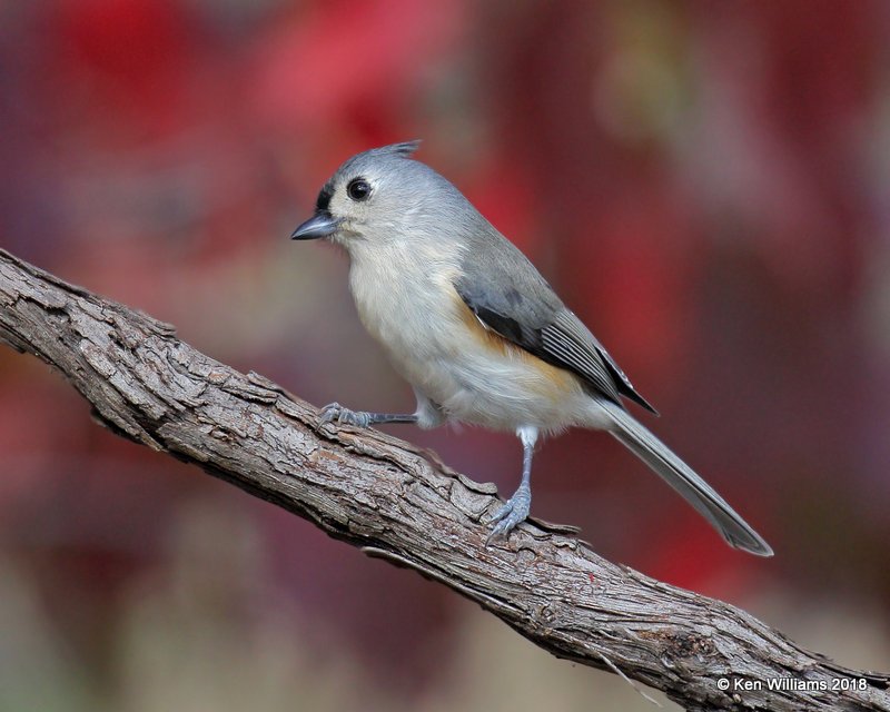 Tufted Titmouse, Nowata Co, OK, 11-4-18, Jpa_26405.jpg